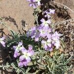 Matthiola tricuspidata 花