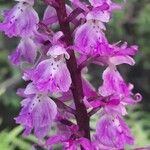 Orchis masculaFlower