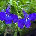 Lobelia erinusCvet