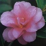 Camellia japonica Λουλούδι