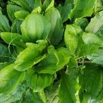 Plantago rugelii Folha