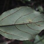 Ficus exasperata 叶