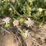 Adenostemma mauritianum Fleur