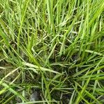Zostera marina Folha