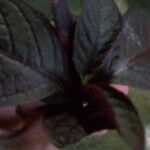 Pseuderanthemum maculatum Blad