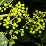 Psychotria grandis Leht