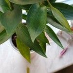 Lilium longiflorum 葉