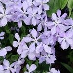 Phlox divaricata Cvet