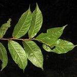 Hirtella tenuifolia Yaprak