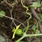 Bryonia verrucosa Flor