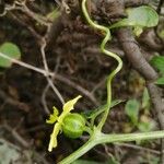 Bryonia verrucosa Flower