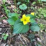 Viola glabella Lorea