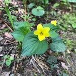 Viola glabella Fiore