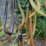 Phormium tenax Leaf