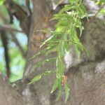 Kirkia acuminata Leaf