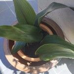 Aspidistra elatior Feuille