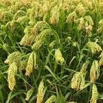 Panicum miliaceum Flower