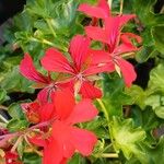 Pelargonium peltatumFlower