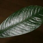 Inga melinonis Leaf