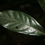 Ocotea oblonga Leaf