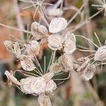 Heracleum sphondyliumFruto