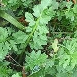 Cardamine impatiens Folla