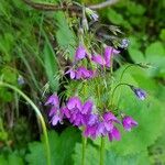 Primula matthioli Flower