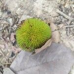 Artocarpus rigidus Плод