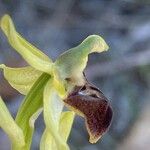Ophrys sphegodes Flor