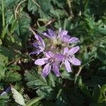 Erodium moschatum Flower