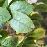 Brunfelsia uniflora Leht