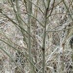 Salix discolor Bark