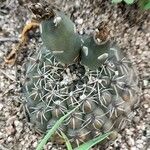 Gymnocalycium baldianum 整株植物