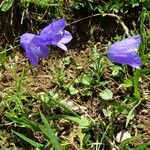 Campanula scheuchzeri موطن