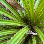 Pandanus odorifer Leaf