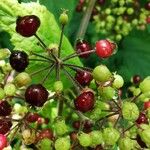 Aralia racemosa Fruit