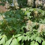 Aesculus parviflora Flor
