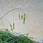 Bromus catharticus Flower