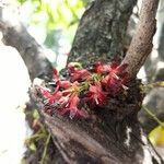 Averrhoa bilimbi Flower