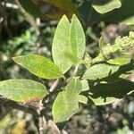 Chromolaena laevigata Leaf