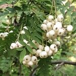 Sorbus koehneanaФрукт