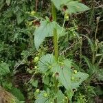 Scrophularia peregrina Leaf