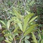 Podocarpus sylvestris Habit