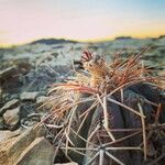 Echinocactus horizonthalonius Folha