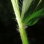 Panicum trichoides Corteccia