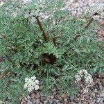 Lomatium canbyi Hábito