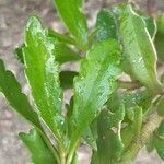 Kalanchoe miniata Blatt