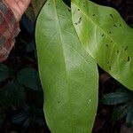 Hymenopus operculipetalus Leaf