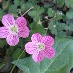 Erodium corsicum Blomst