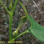 Aristolochia pallida Alia